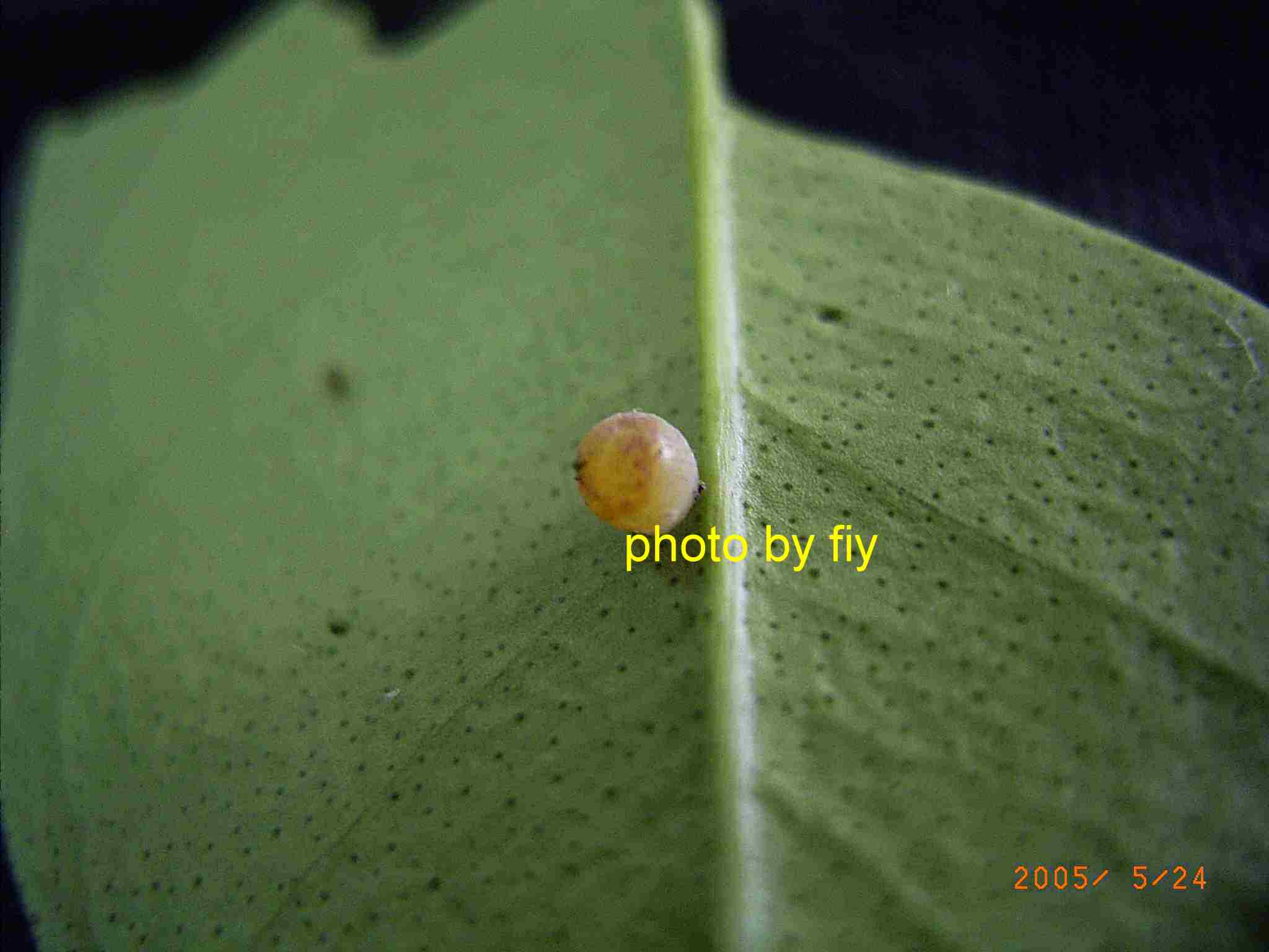 按此在新視窗瀏覽圖片