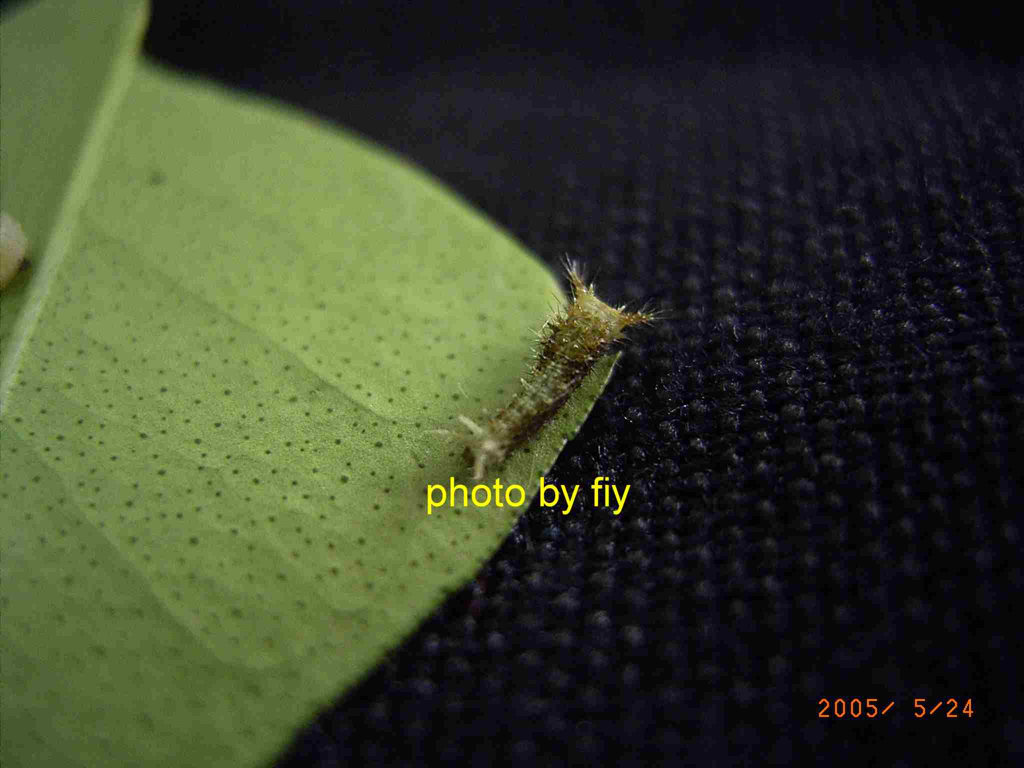 按此在新視窗瀏覽圖片