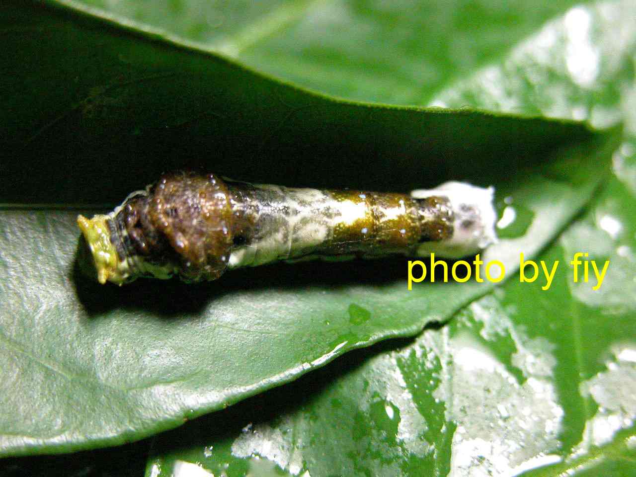 按此在新視窗瀏覽圖片