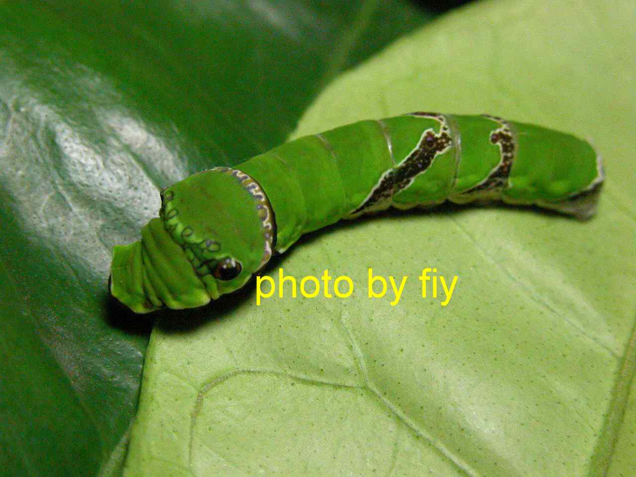 按此在新視窗瀏覽圖片