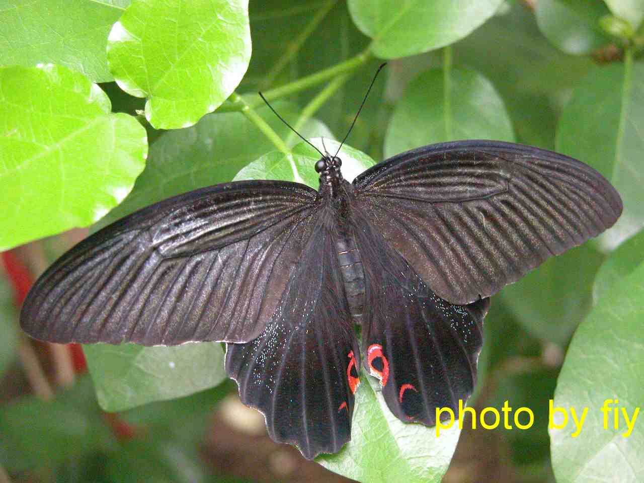 按此在新視窗瀏覽圖片