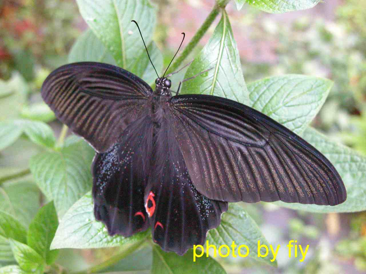 按此在新視窗瀏覽圖片