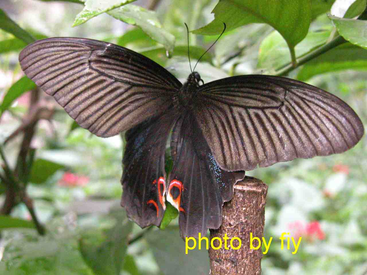 按此在新視窗瀏覽圖片