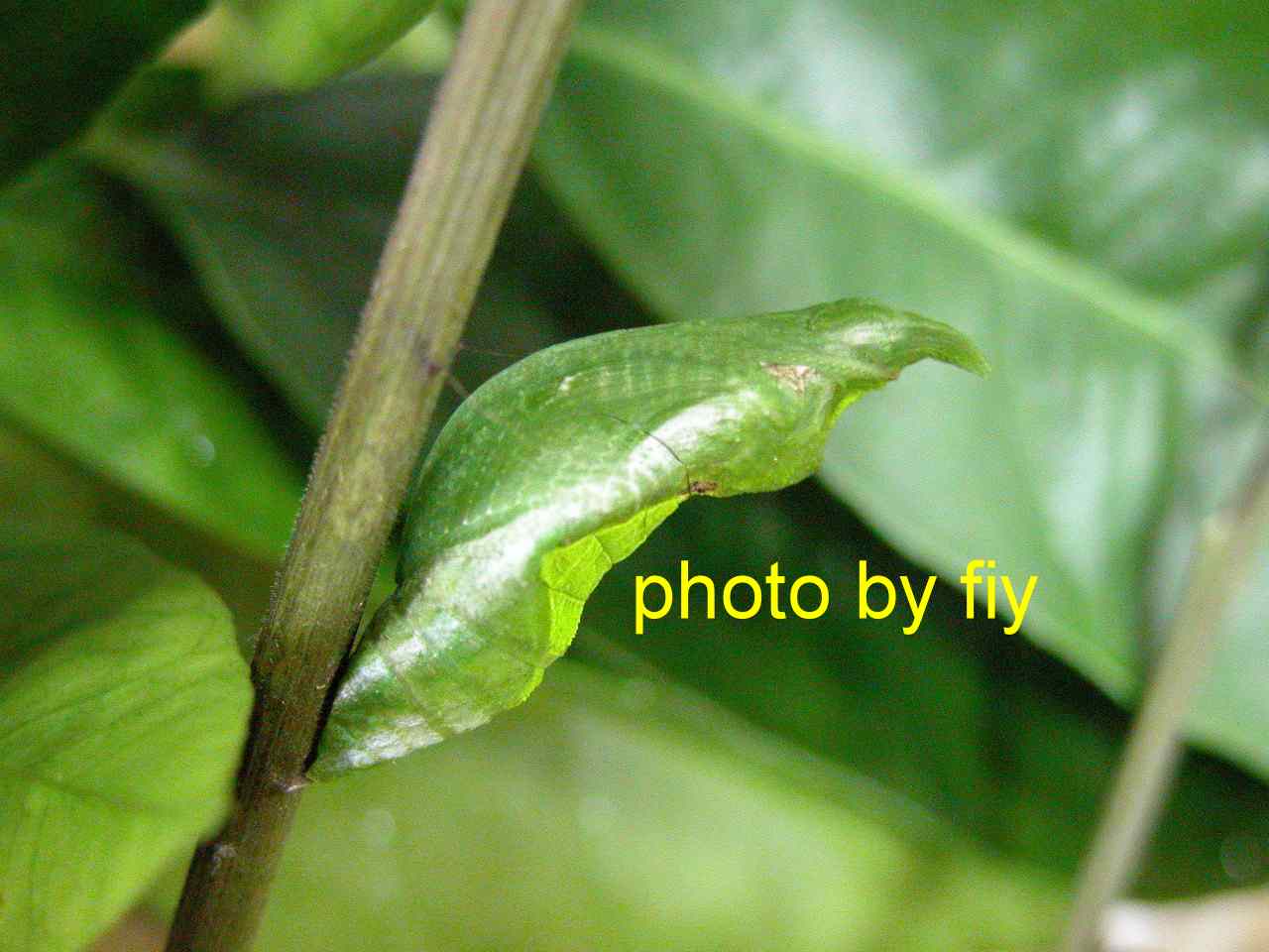 按此在新視窗瀏覽圖片