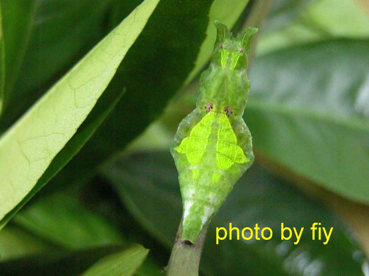 按此在新視窗瀏覽圖片