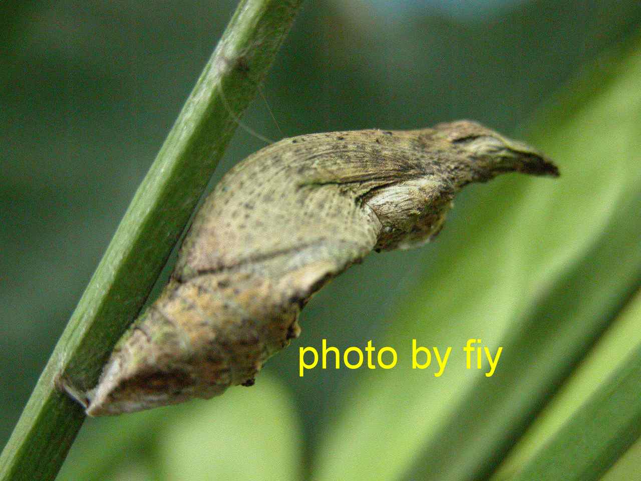 按此在新視窗瀏覽圖片