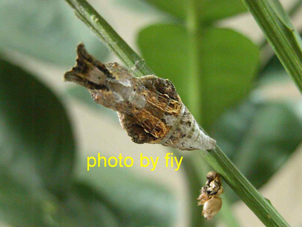 按此在新視窗瀏覽圖片