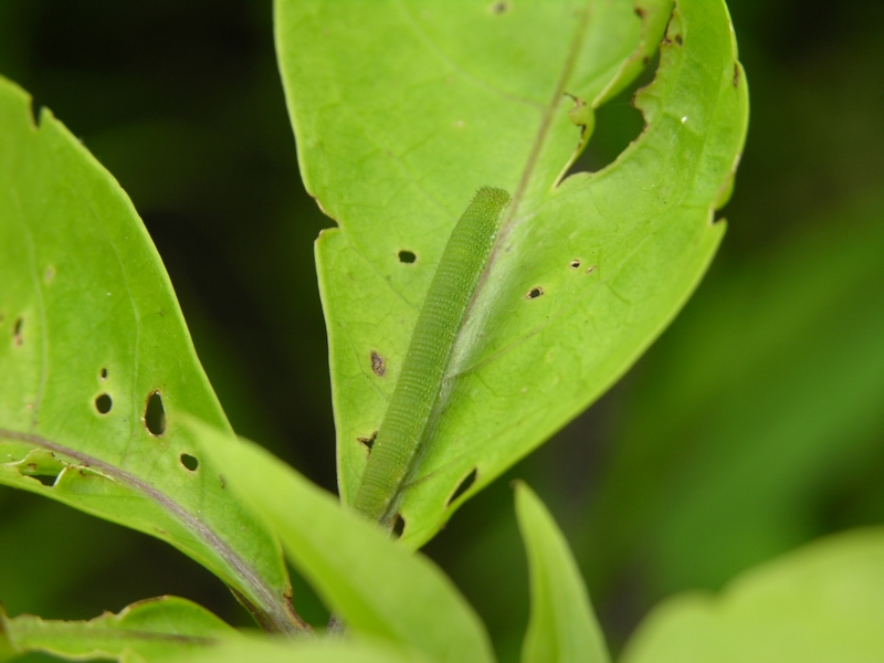 按此在新視窗瀏覽圖片