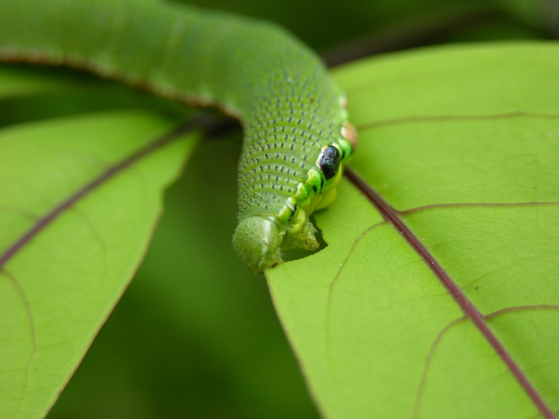 按此在新視窗瀏覽圖片