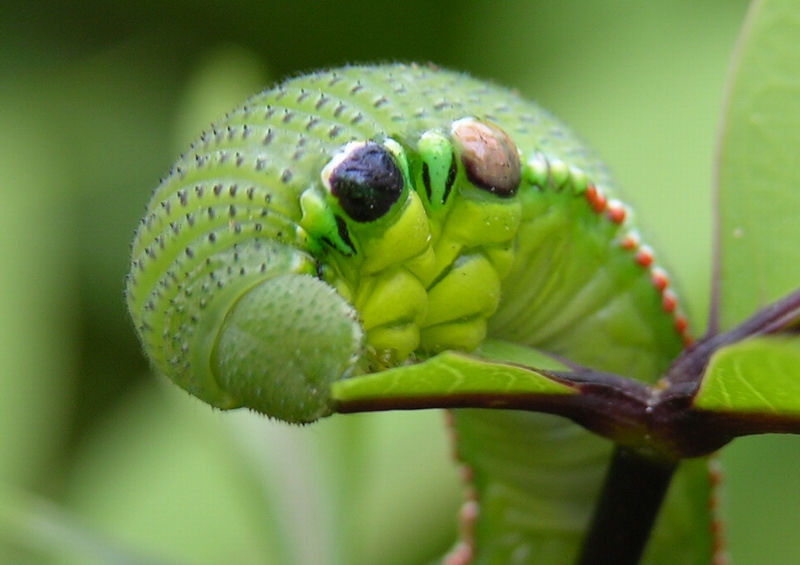 按此在新視窗瀏覽圖片