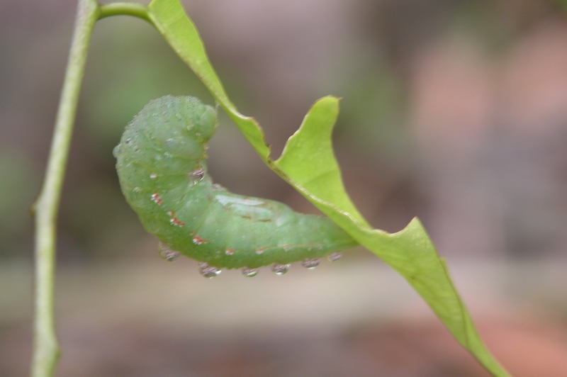 按此在新視窗瀏覽圖片