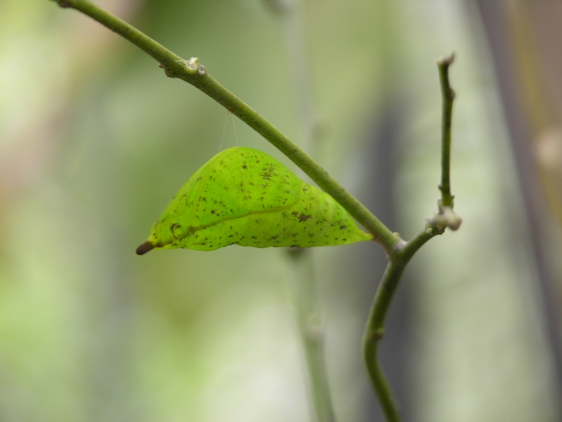 按此在新視窗瀏覽圖片