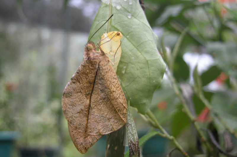 按此在新視窗瀏覽圖片