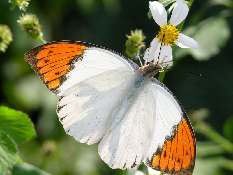 按此在新視窗瀏覽圖片