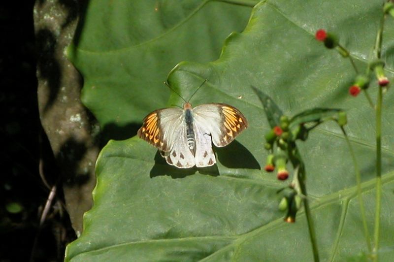 按此在新視窗瀏覽圖片