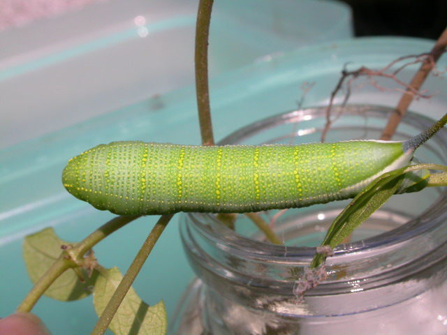 按此在新視窗瀏覽圖片