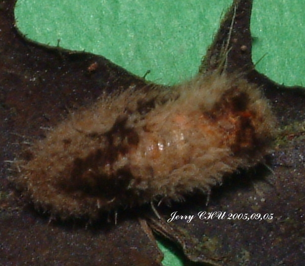 按此在新視窗瀏覽圖片