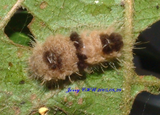 按此在新視窗瀏覽圖片