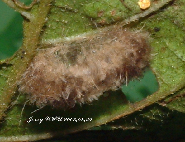 按此在新視窗瀏覽圖片