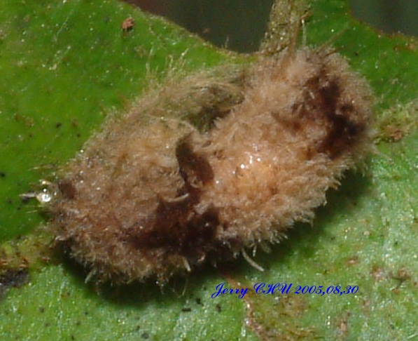 按此在新視窗瀏覽圖片