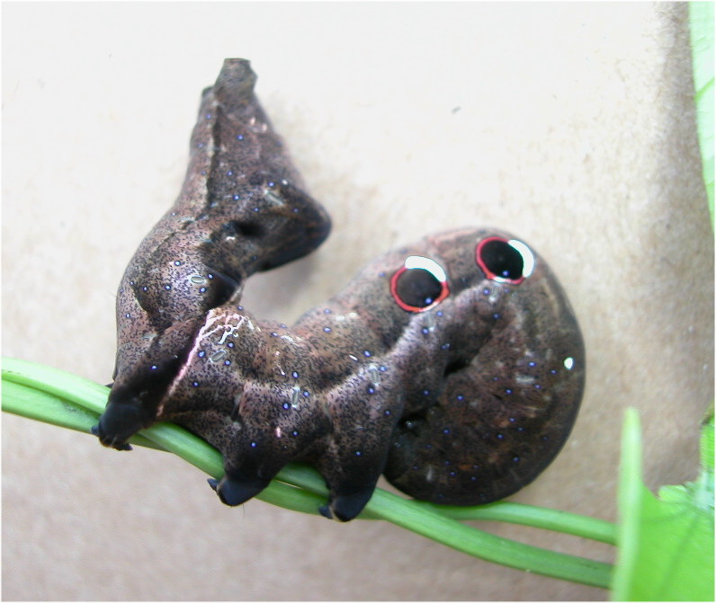 按此在新視窗瀏覽圖片