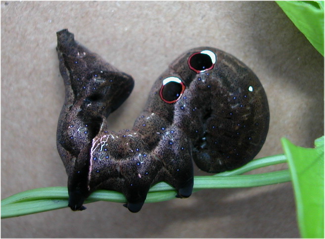 按此在新視窗瀏覽圖片