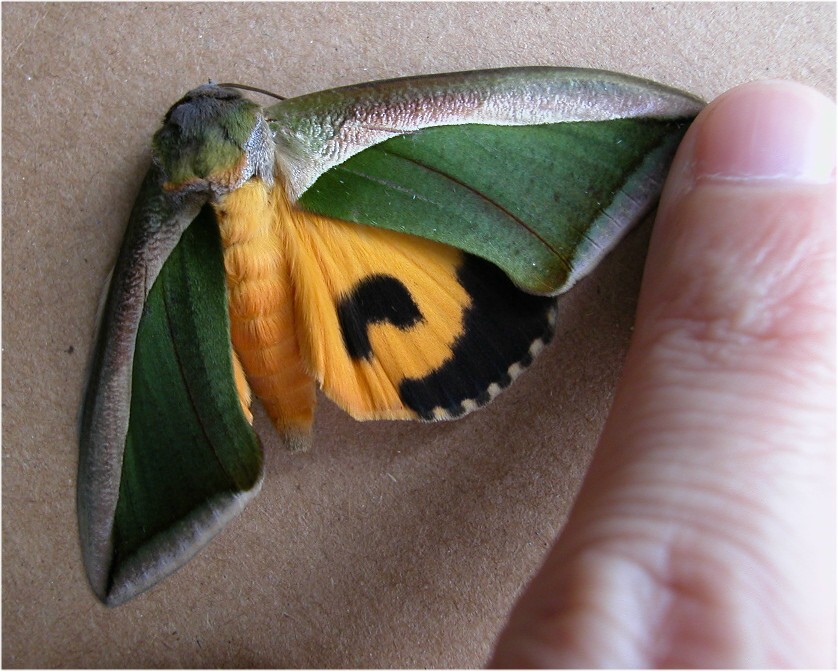 按此在新視窗瀏覽圖片