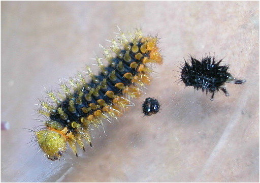 按此在新視窗瀏覽圖片