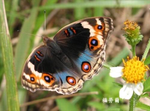 按此在新視窗瀏覽圖片