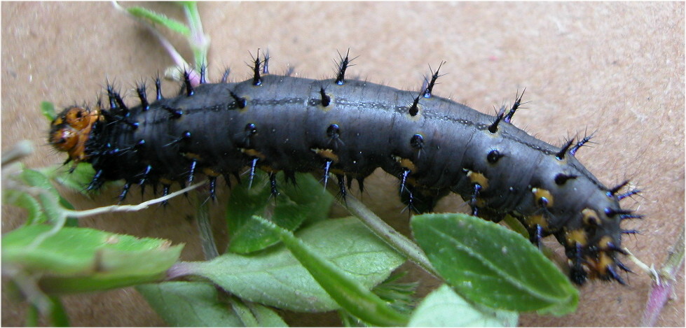 按此在新視窗瀏覽圖片