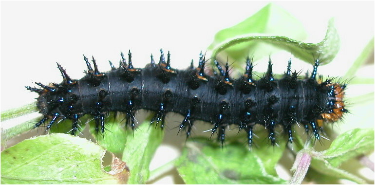 按此在新視窗瀏覽圖片