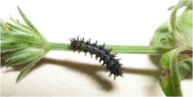 按此在新視窗瀏覽圖片