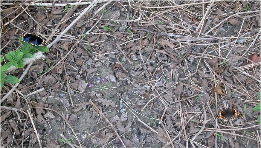 按此在新視窗瀏覽圖片