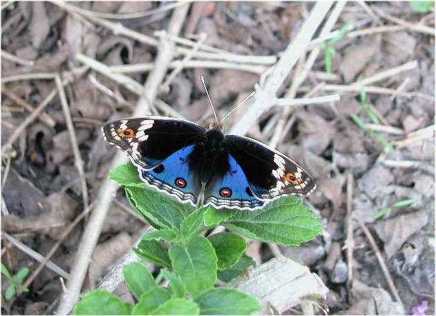 按此在新視窗瀏覽圖片