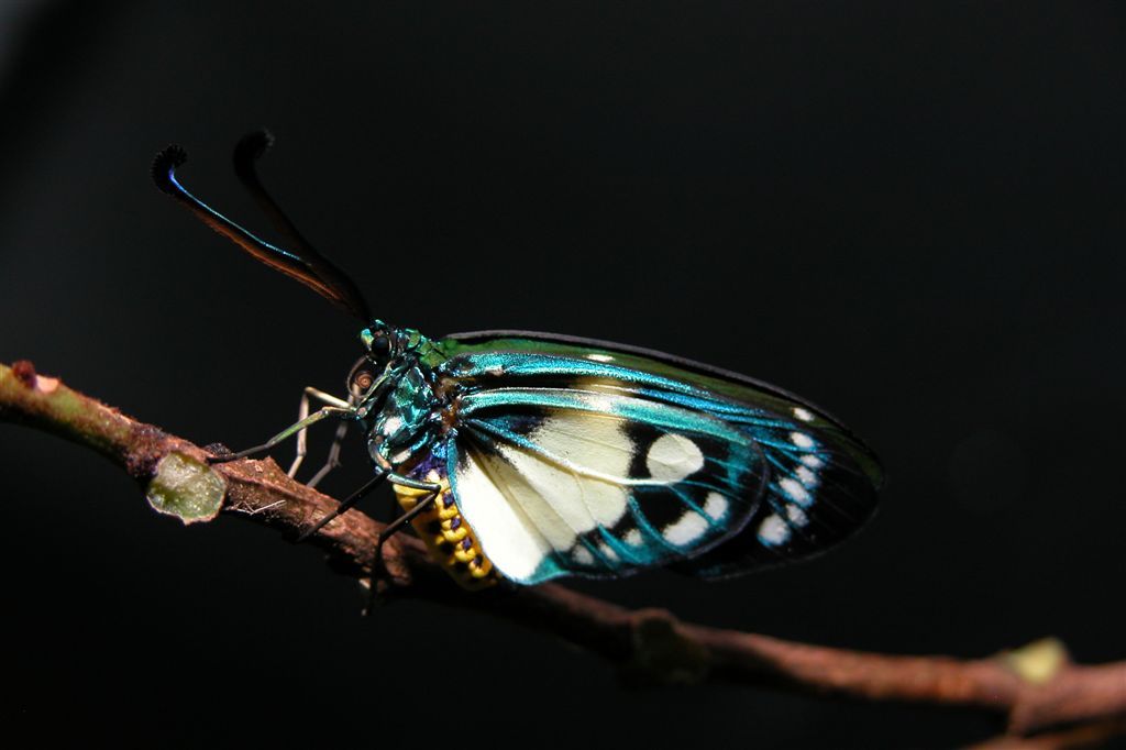 按此在新視窗瀏覽圖片