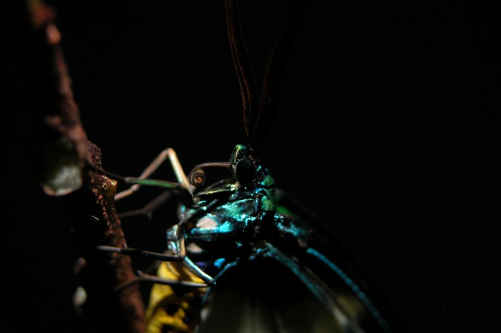 按此在新視窗瀏覽圖片