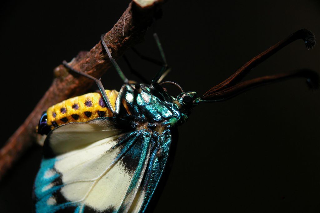 按此在新視窗瀏覽圖片