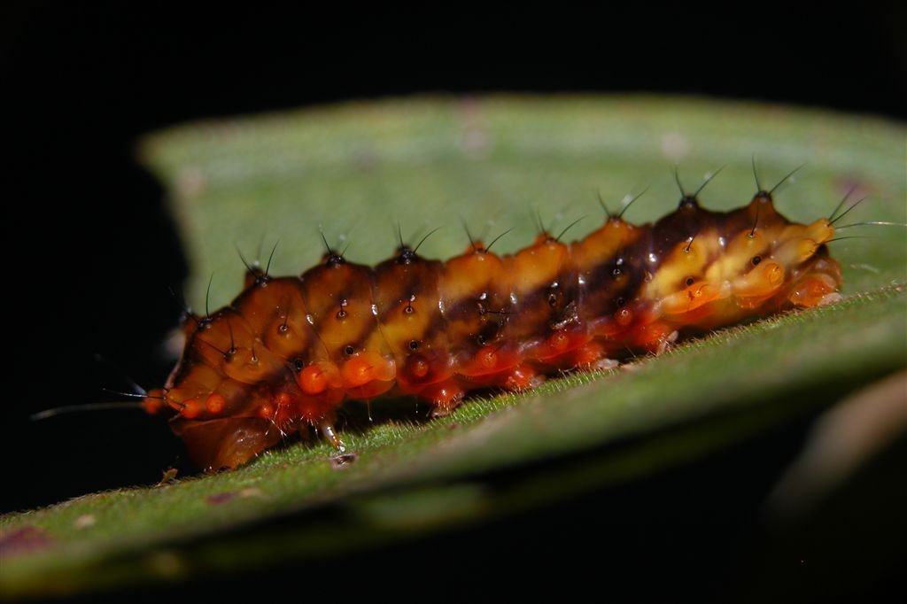 按此在新視窗瀏覽圖片