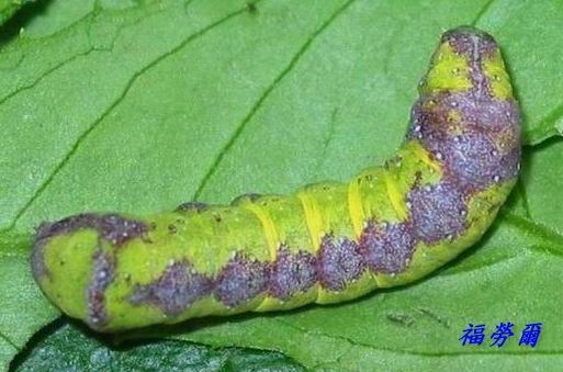 按此在新視窗瀏覽圖片