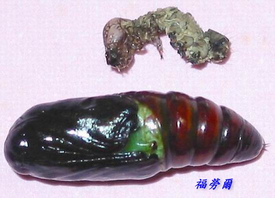 按此在新視窗瀏覽圖片