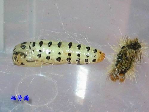 按此在新視窗瀏覽圖片