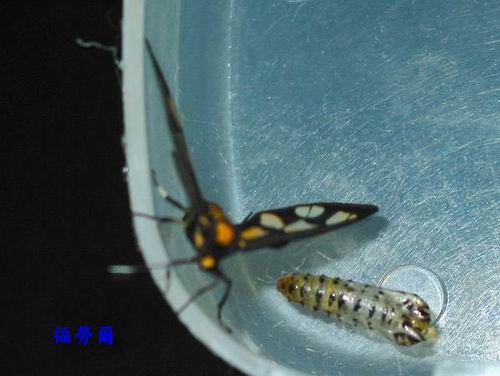 按此在新視窗瀏覽圖片