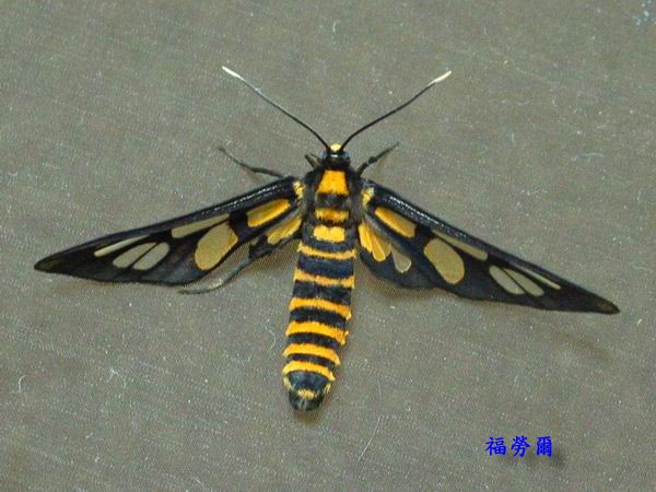 按此在新視窗瀏覽圖片