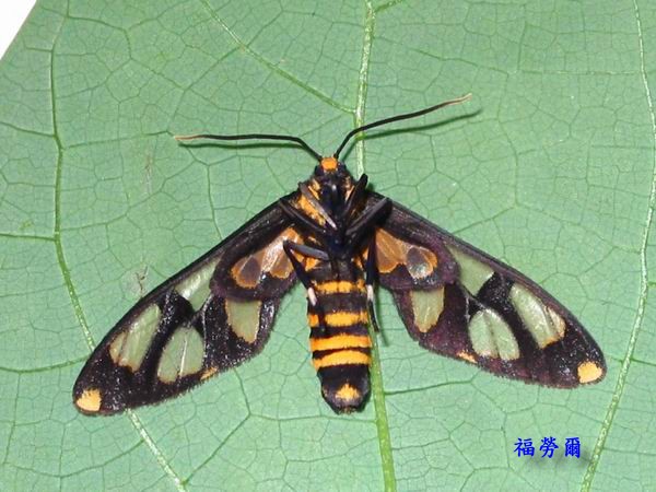 按此在新視窗瀏覽圖片