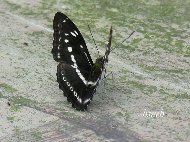 按此在新視窗瀏覽圖片