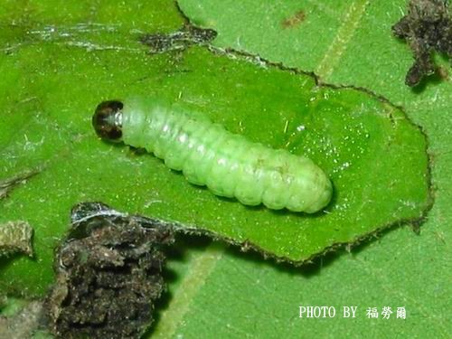 按此在新視窗瀏覽圖片