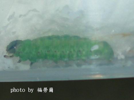 按此在新視窗瀏覽圖片