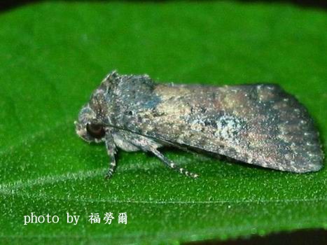 按此在新視窗瀏覽圖片