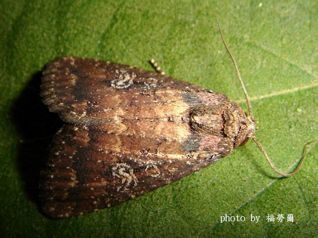 按此在新視窗瀏覽圖片