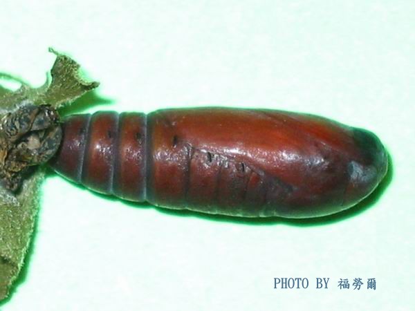 按此在新視窗瀏覽圖片